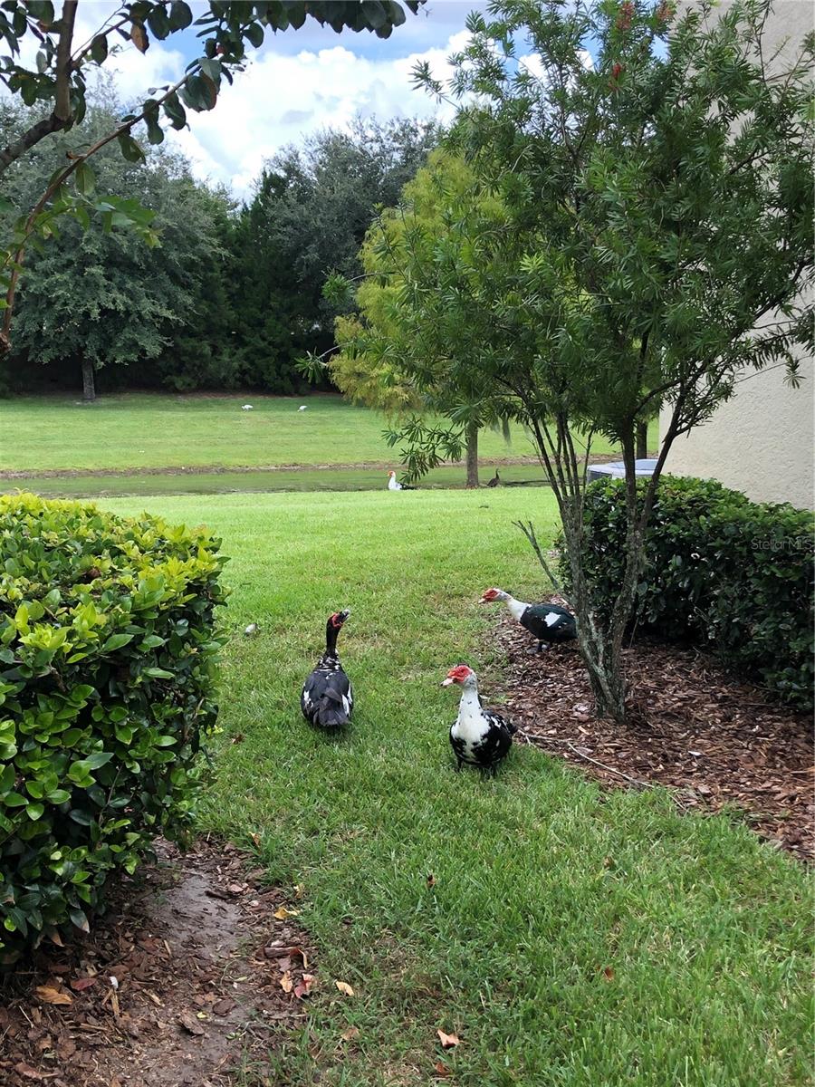 ARBORVIEW PARK REP - Residential