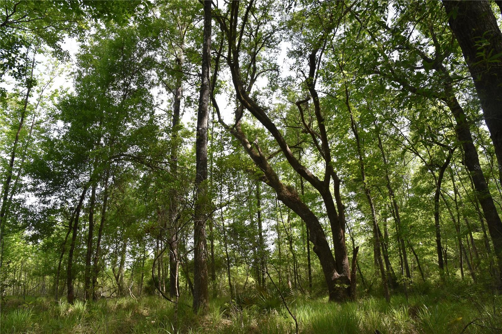 This tract has lots of highway frontage with options for homesite/family compound, or a spacious recreational/ hunting tract. The Sante River flows through the north end, and a few small drains run into the property. This small seasonal river allows Old Florida hardwoods throughout the property. The timber was cleared off a few years ago and it now has a lot of undergrowth starting up. There is an abundance of wildlife throughout the property, such as deer and turkeys. This property is just outside of Waldo with short drives to Gainesville or Starke for day-to-day amenities. This would be a great place for a getaway with the family for hunting or just trail riding. It borders Alachua County Forever conservation land on one side and large timber tracts on the other, which will provide peace and quiet for years to come. Please call with any questions or to schedule a showing.