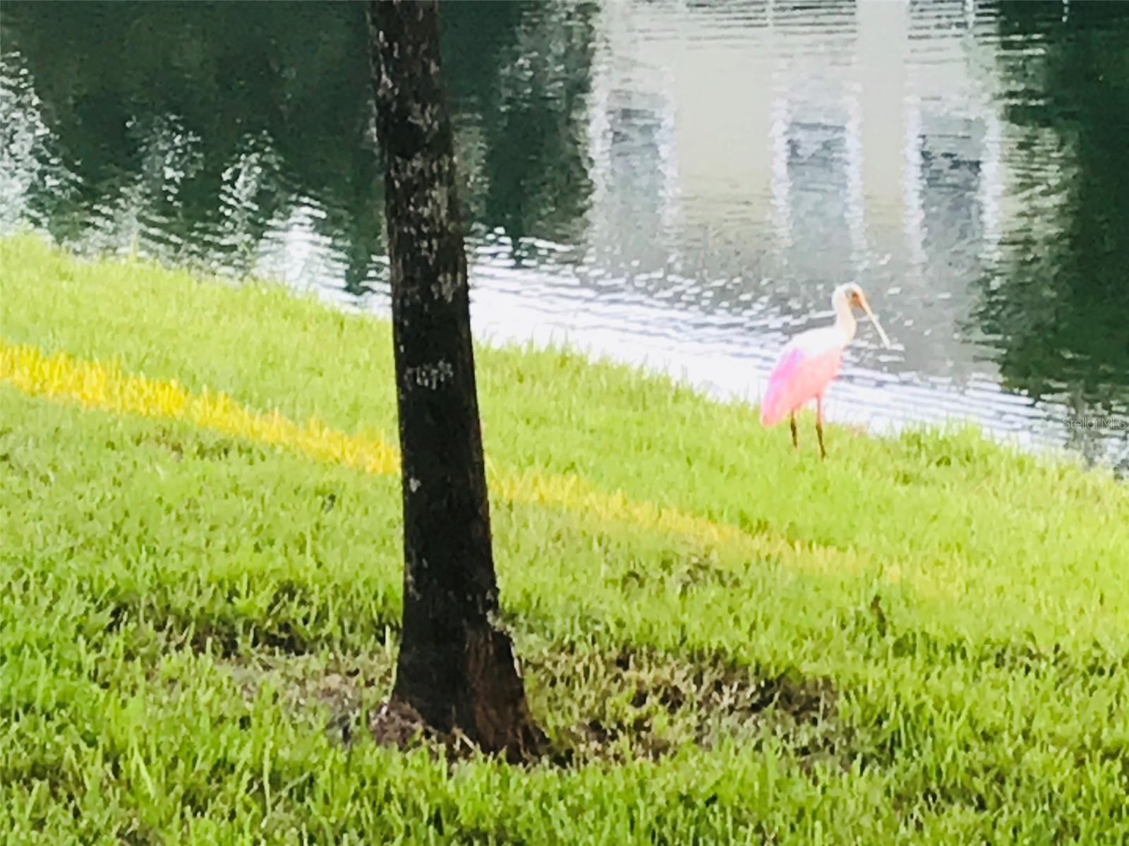 HARBOR RIDGE OF PALM HARBOR - Residential