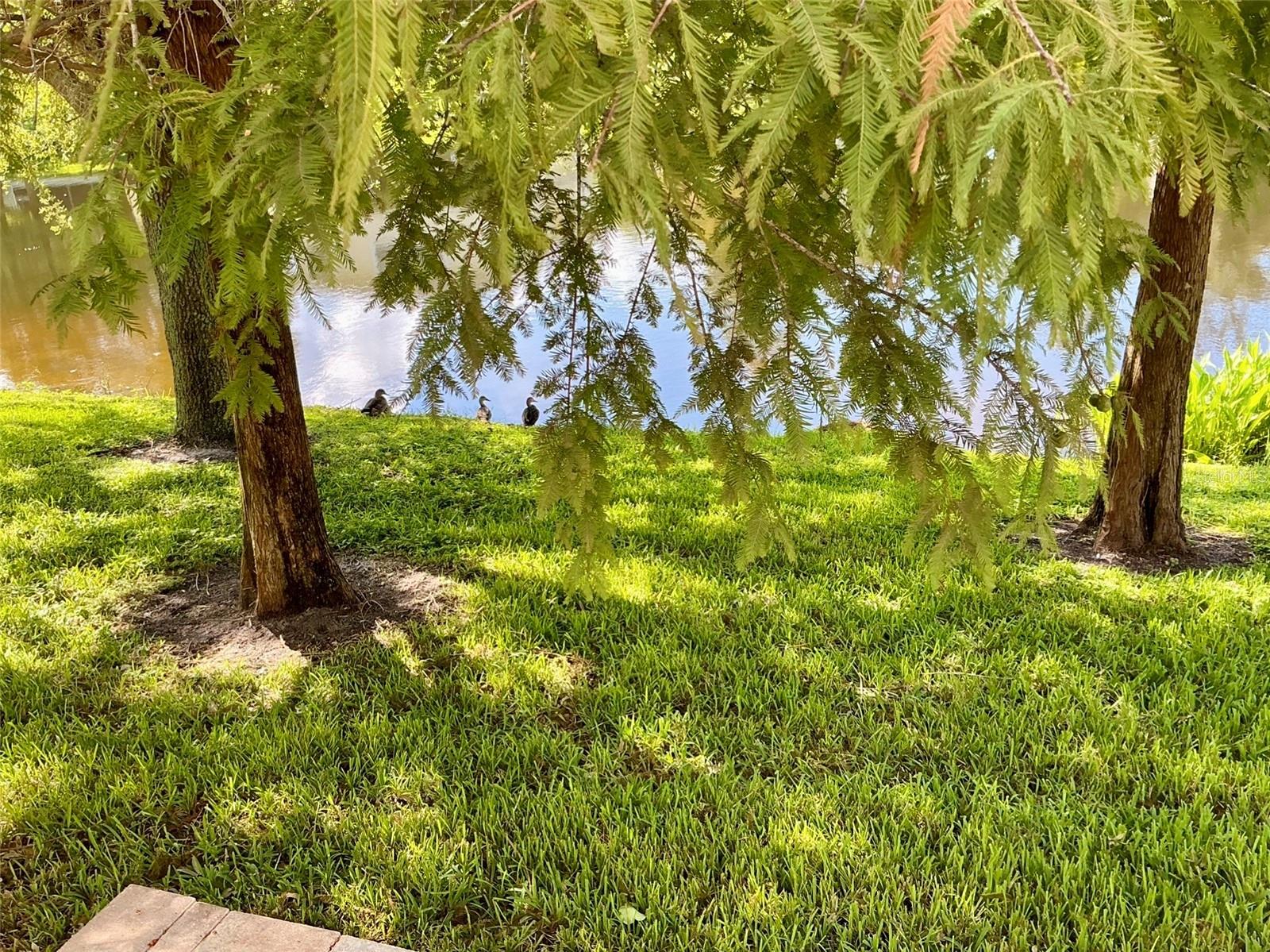 HARBOR RIDGE OF PALM HARBOR - Residential