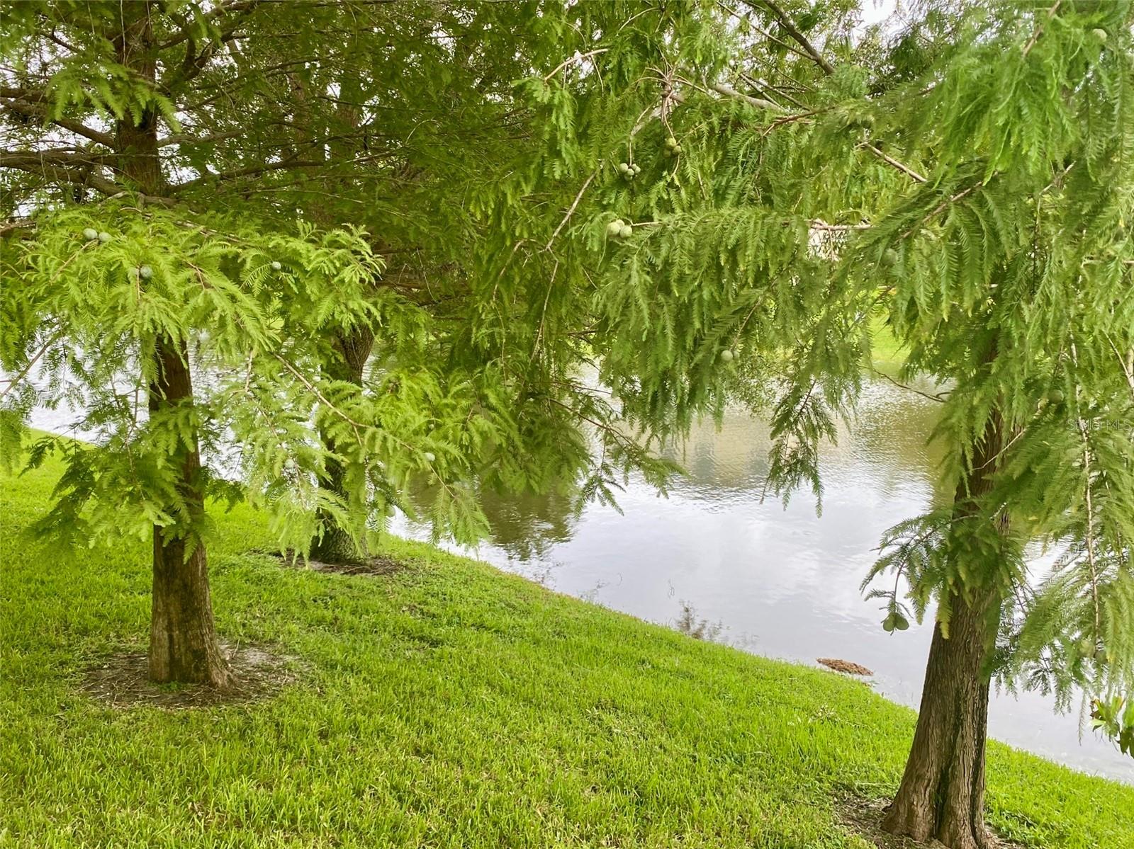 HARBOR RIDGE OF PALM HARBOR - Residential