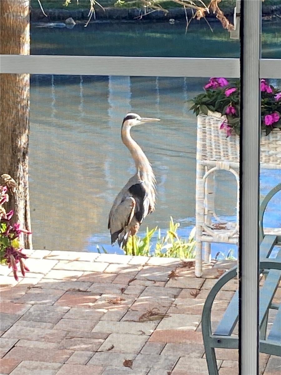 HARBOR RIDGE OF PALM HARBOR - Residential
