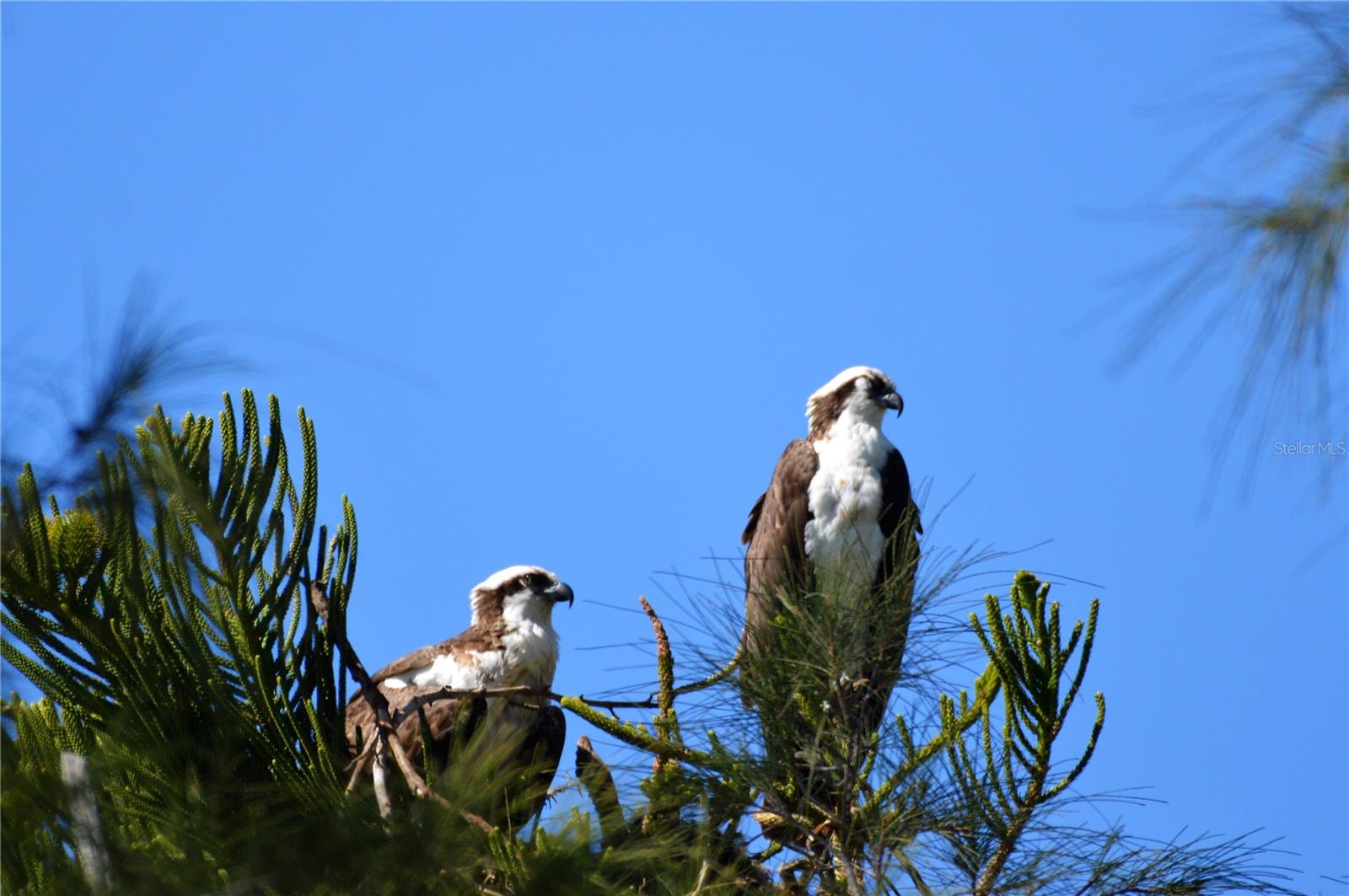 COLONY DON PEDRO PH 02 - Residential