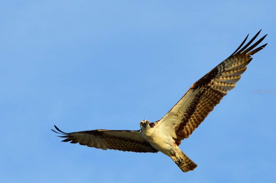 COLONY DON PEDRO PH 02 - Residential