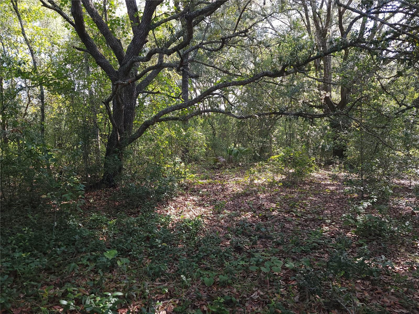 SILVER SPGS SHORES UN 38 - Land