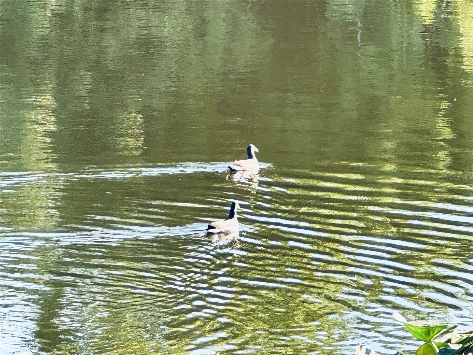 HIDDEN LAKE VILLAGE - Residential