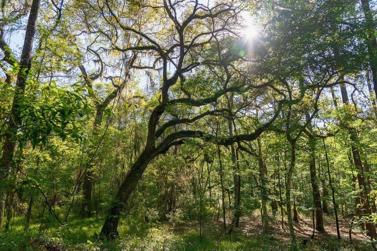SUWANNEE HIGHLANDS SUB - Land