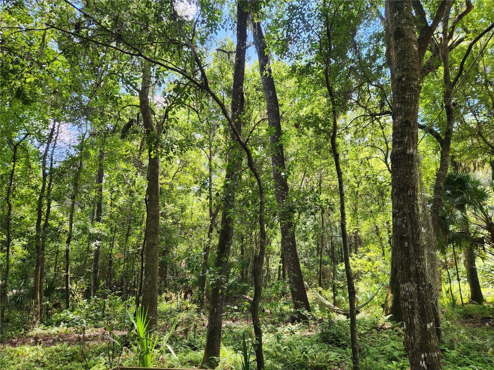LITTLE ORANGE LAKE ESTATES - Land