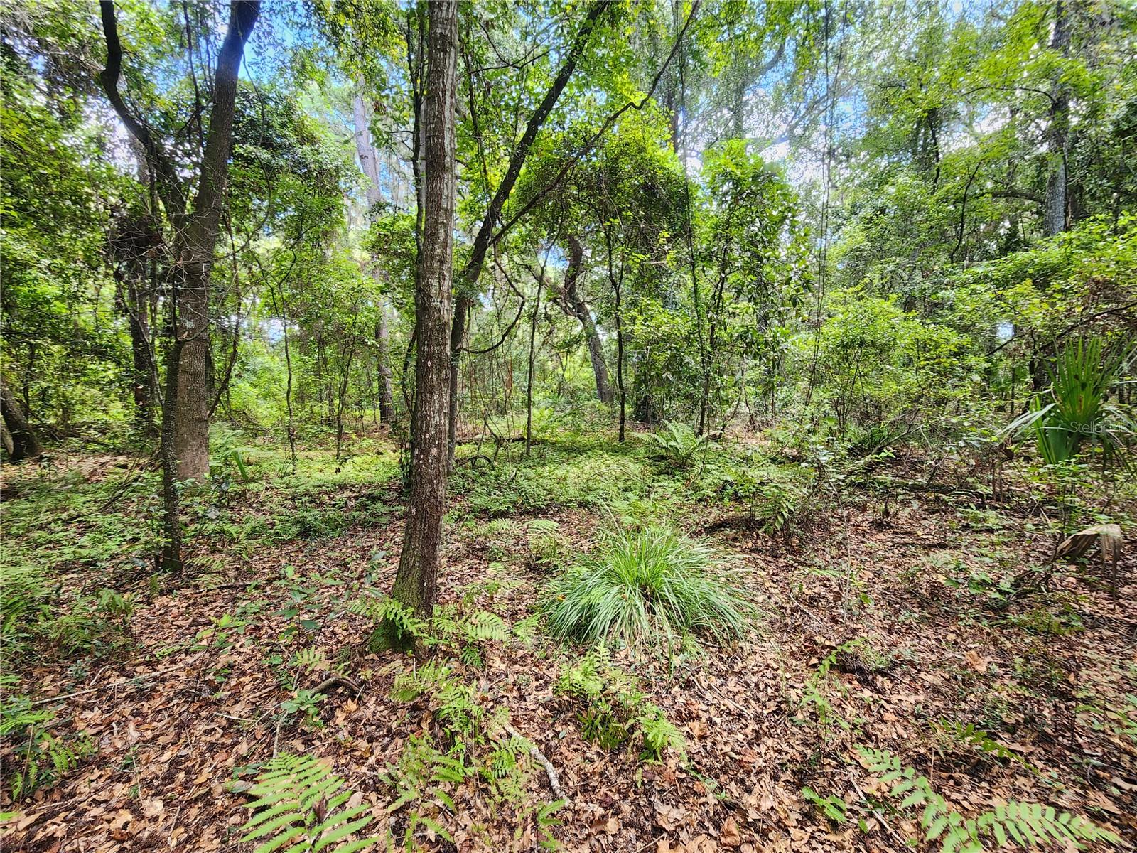 LITTLE ORANGE LAKE ESTATES - Land