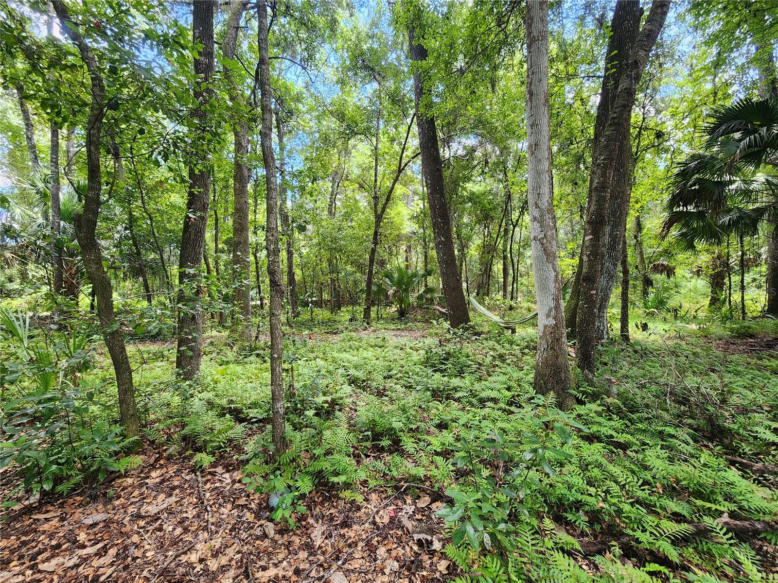 LITTLE ORANGE LAKE ESTATES - Land