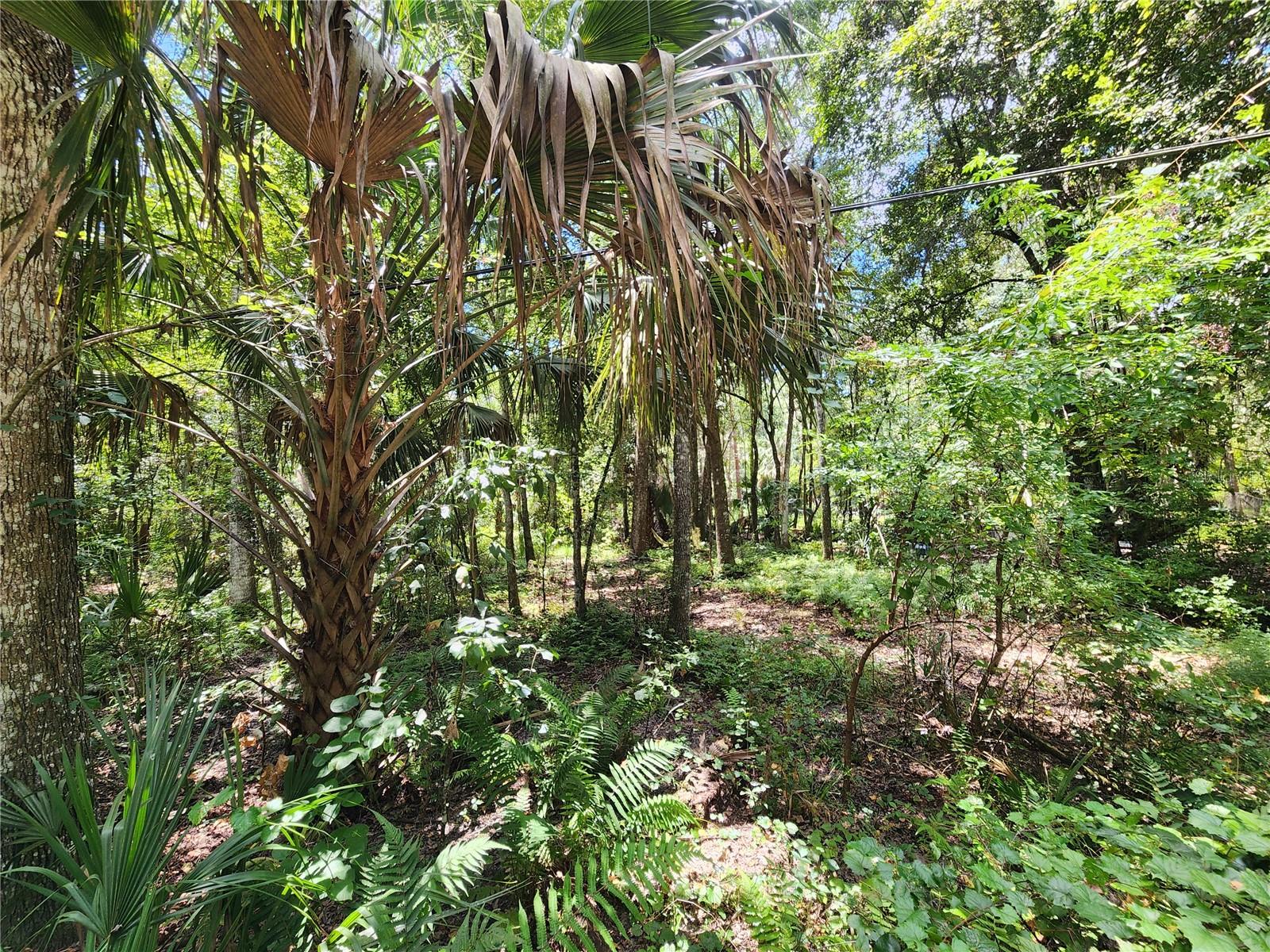 LITTLE ORANGE LAKE ESTATES - Land