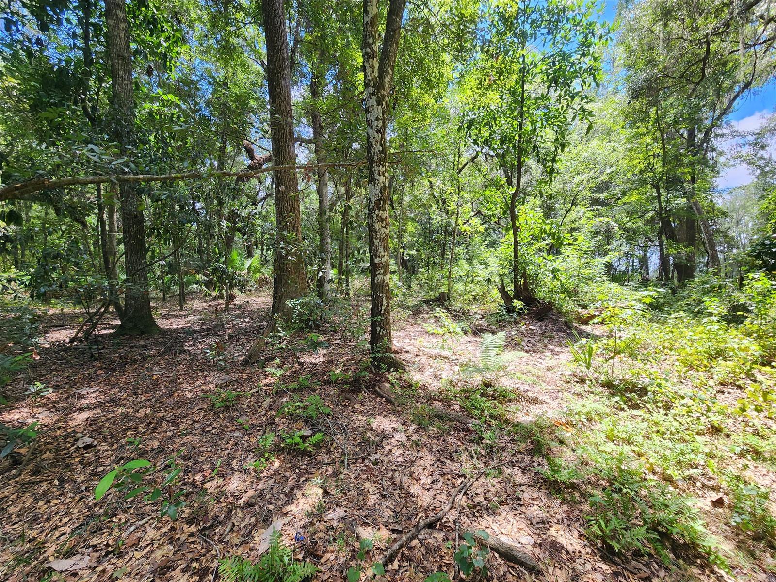 LITTLE ORANGE LAKE ESTATES - Land