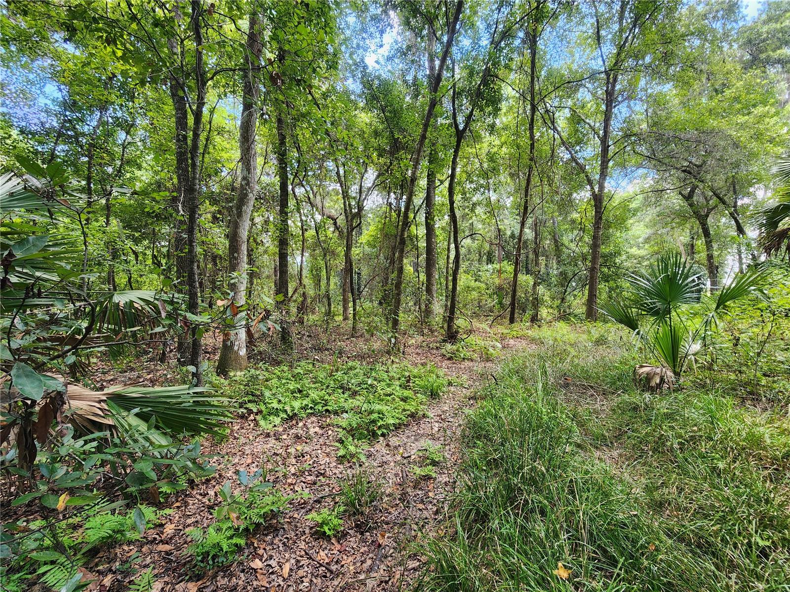 LITTLE ORANGE LAKE ESTATES - Land