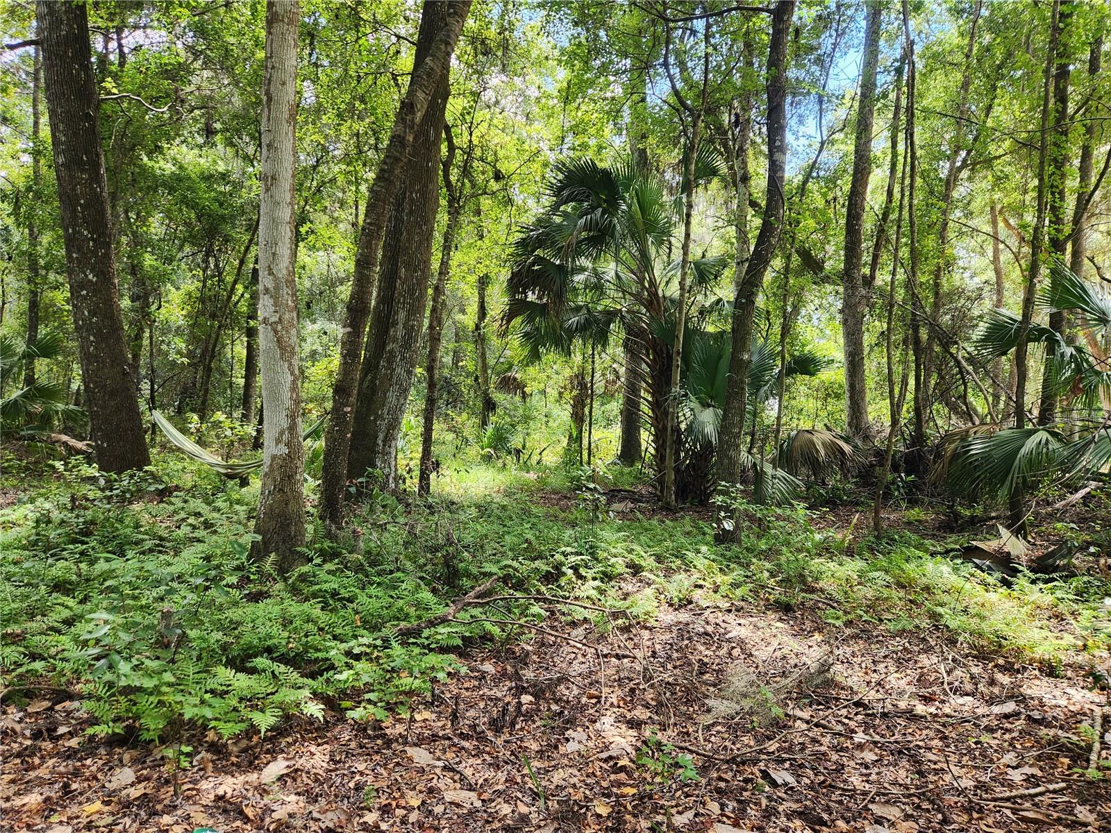 LITTLE ORANGE LAKE ESTATES - Land