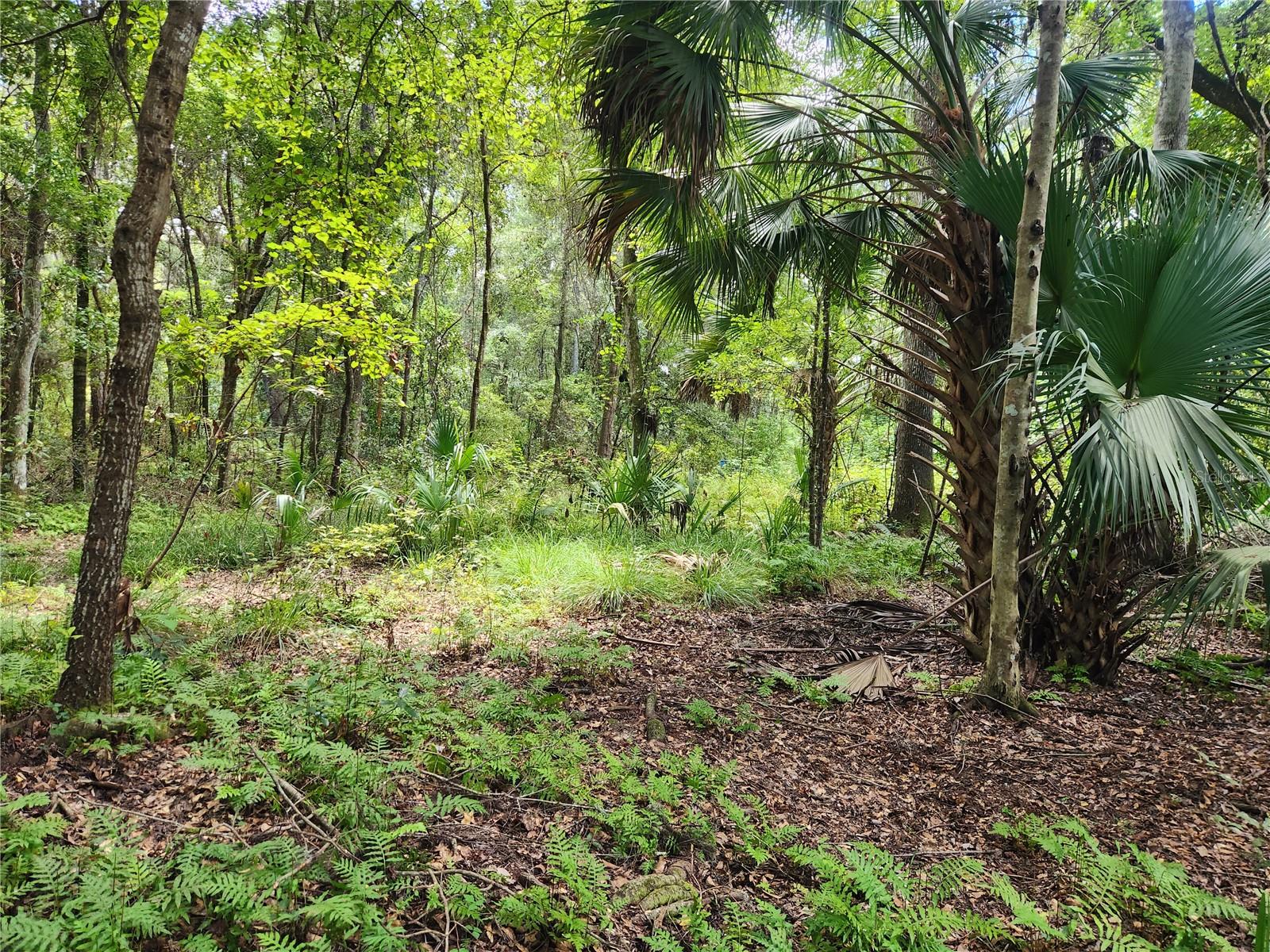 LITTLE ORANGE LAKE ESTATES - Land