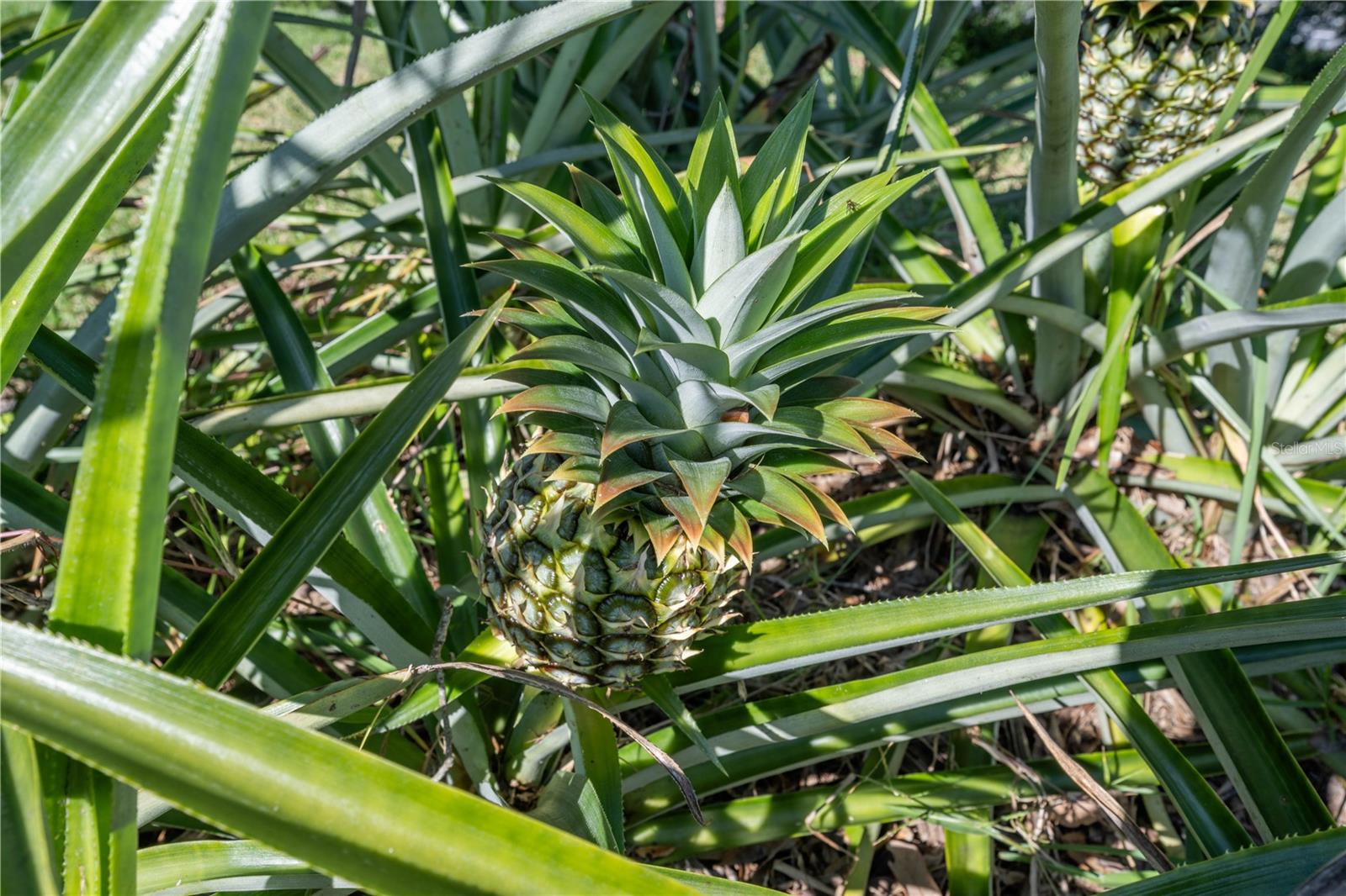 CLERMONT COLLEGE PARK PH 02B LT 181 PB - Residential