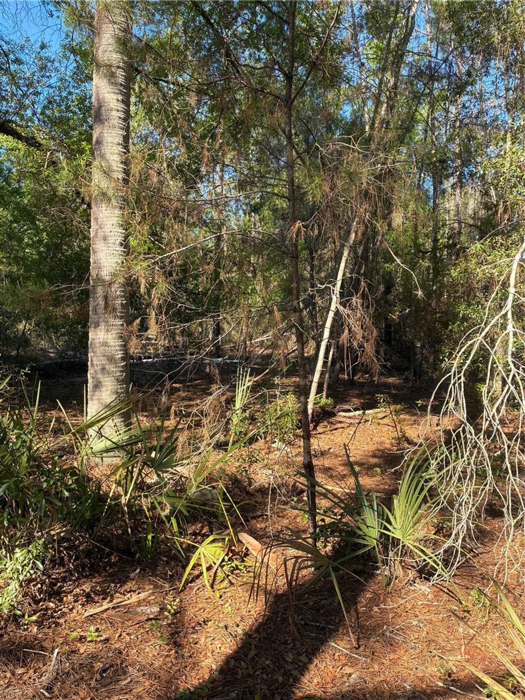 Photo of 24533 Pink Panther Road, Paisley, FL 32767 (MLS # G5110075)