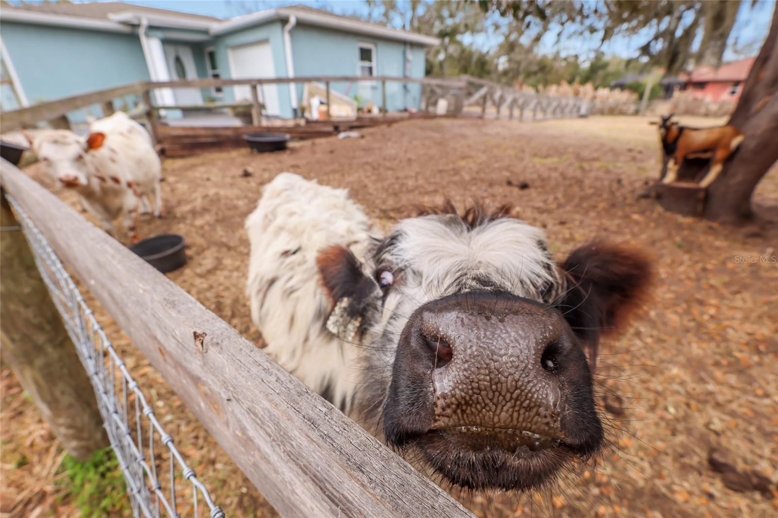 MYAKKA CITY - Residential