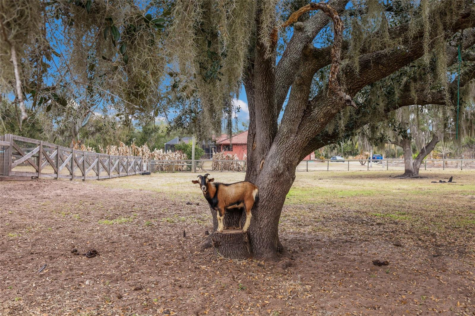 MYAKKA CITY - Residential