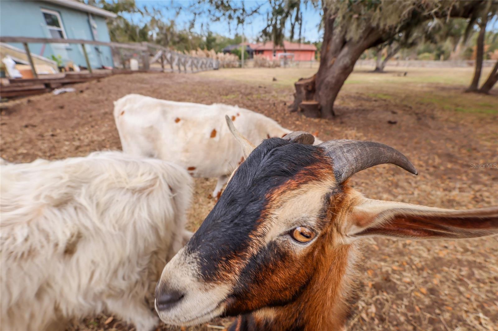 MYAKKA CITY - Residential