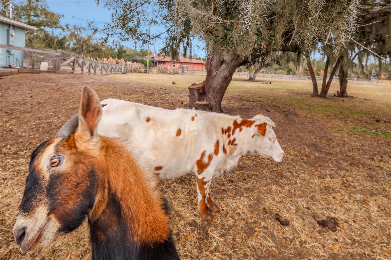 MYAKKA CITY - Residential
