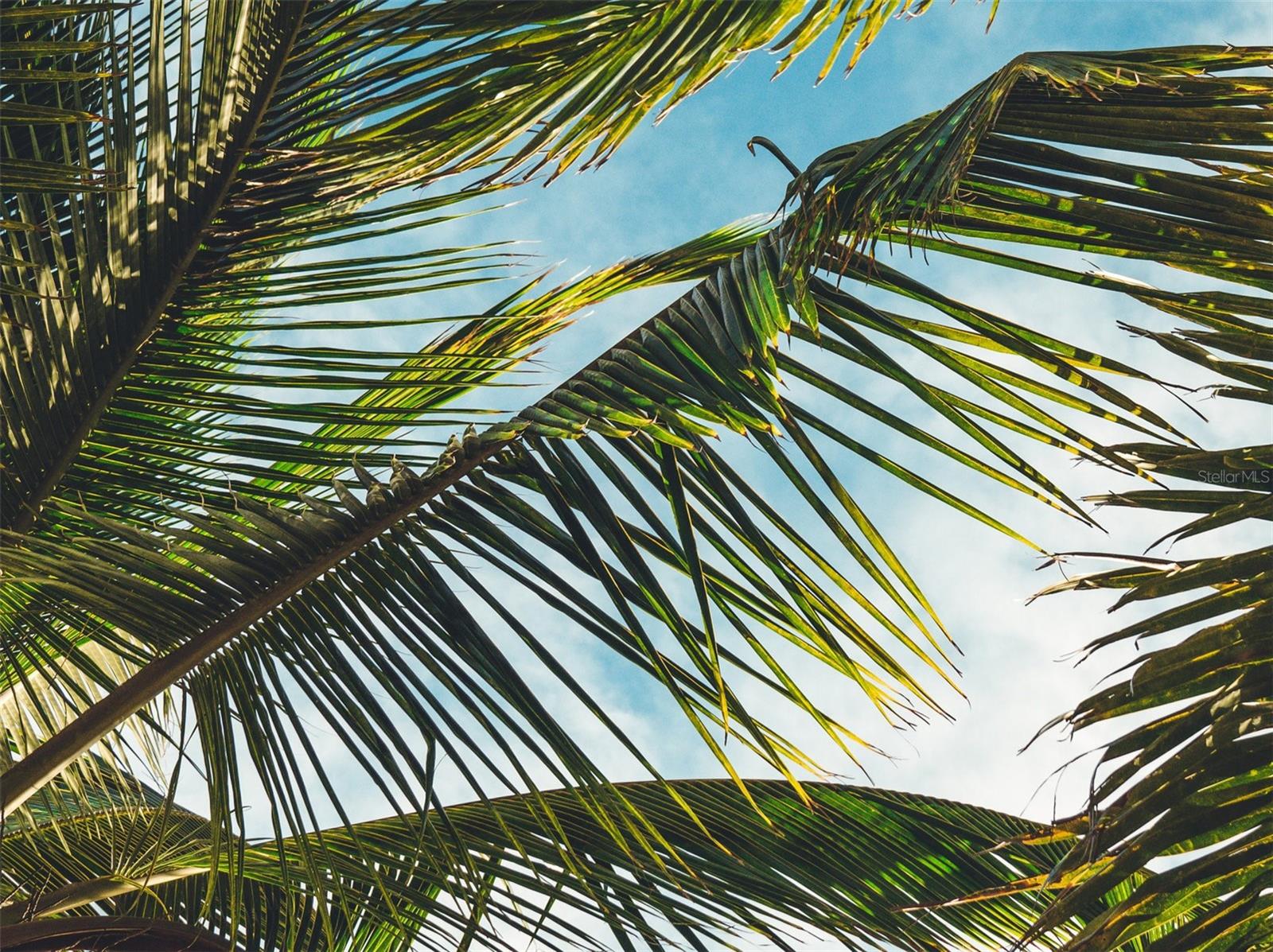 SIESTA BEACH - Residential