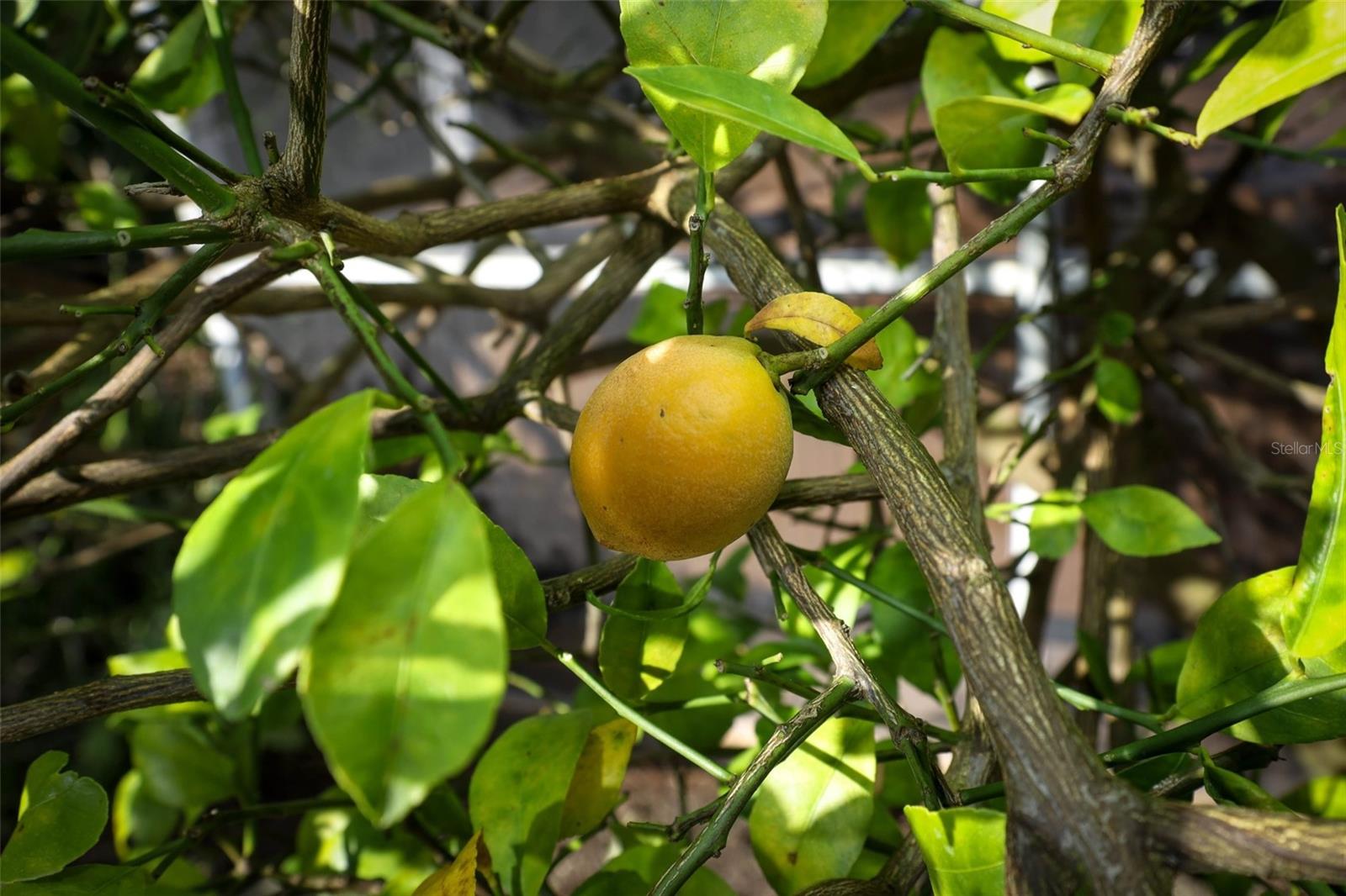 DEER RUN UNIT 21A - Residential