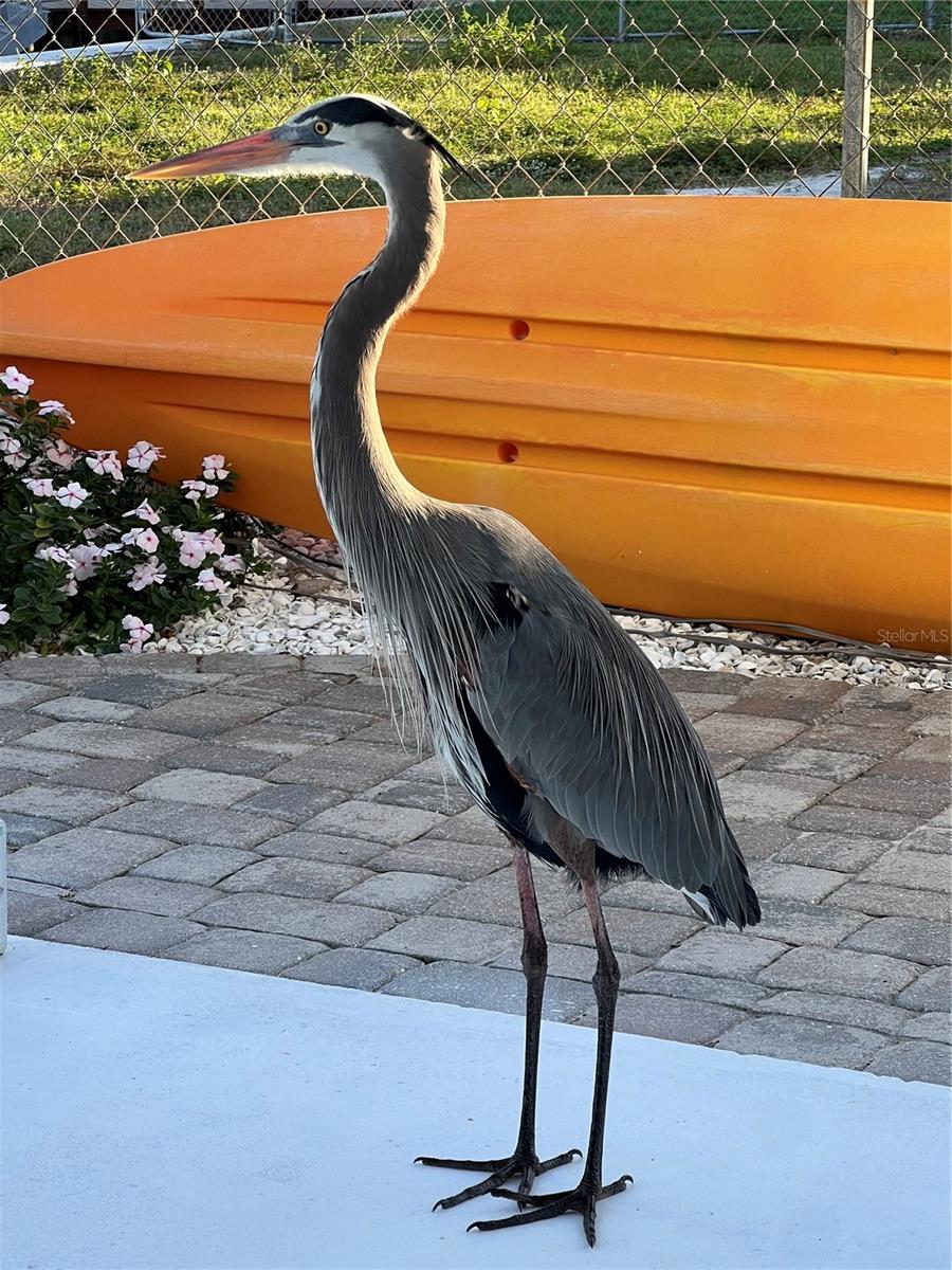 LEWIS ISLAND - Residential