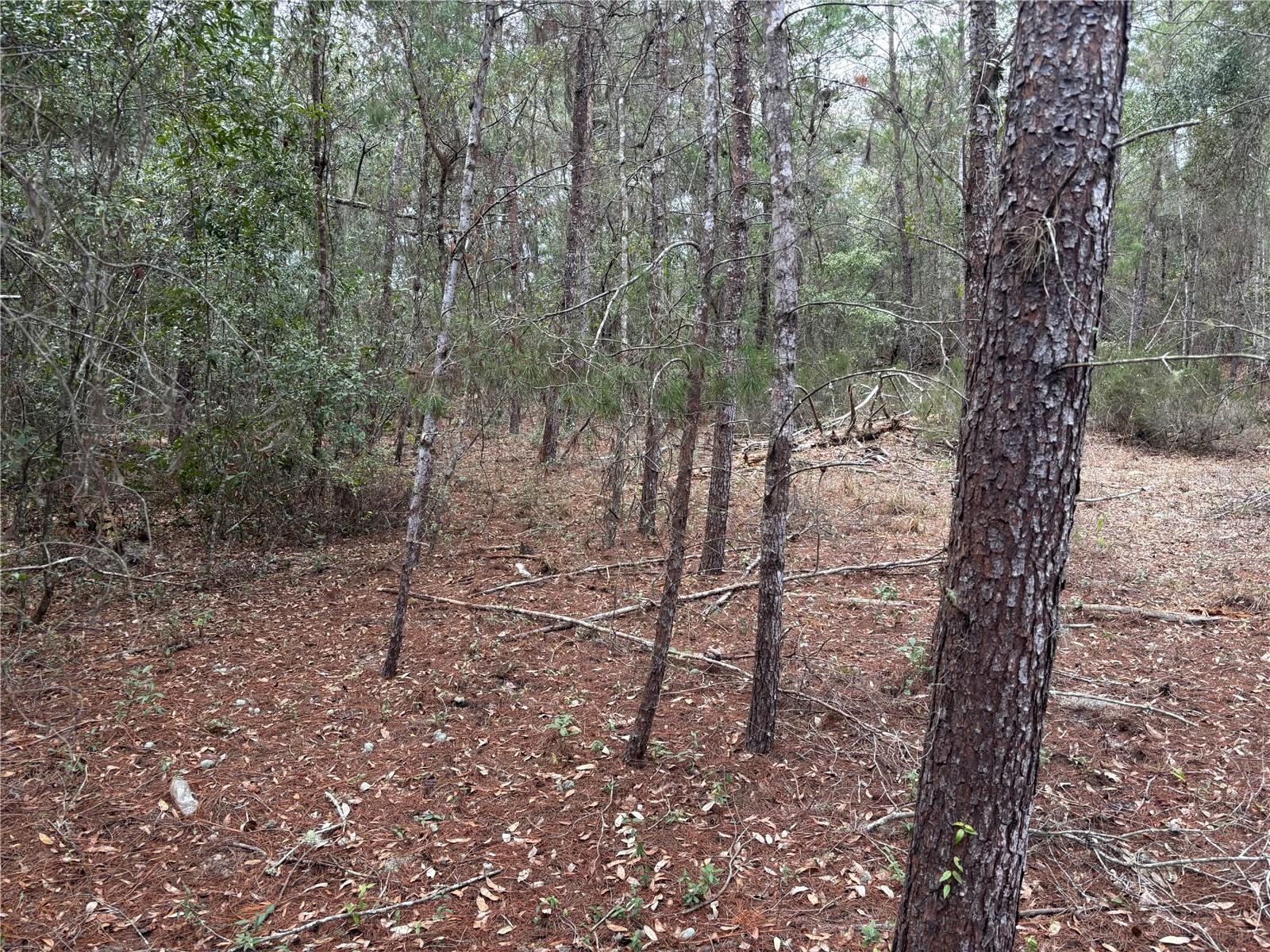 DAYTONA NORTH SUB - Land