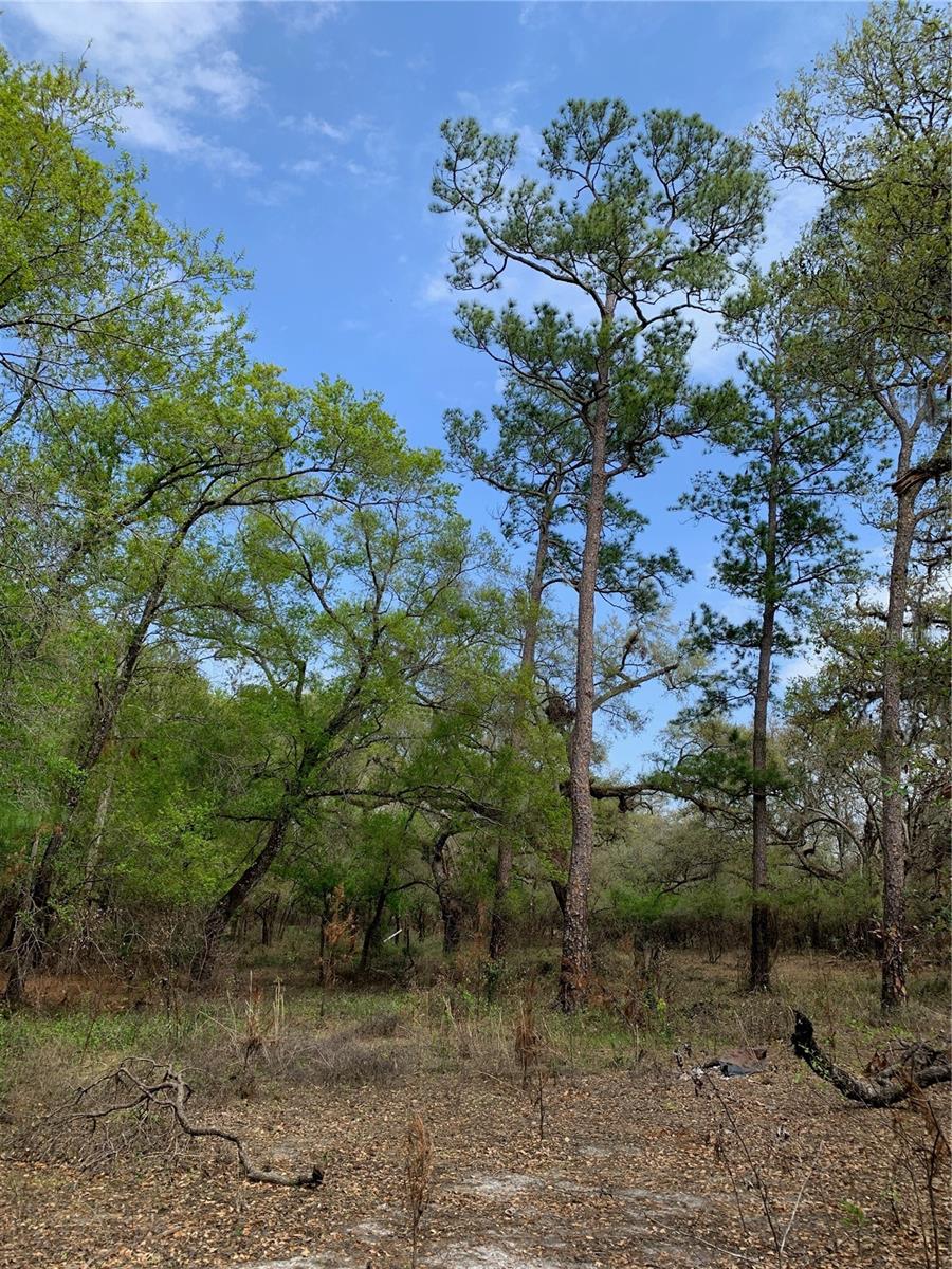 TRAIL R RANCH - Land