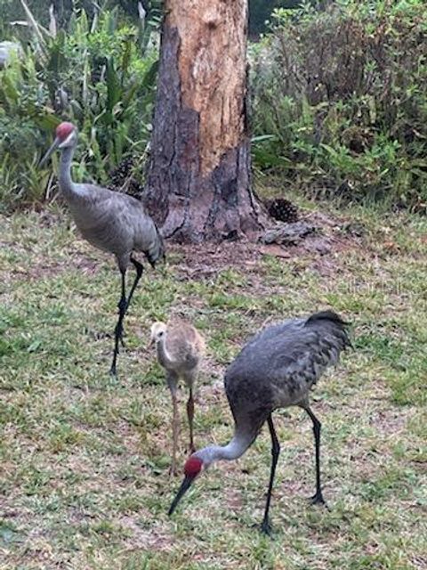 A home in OCKLAWAHA