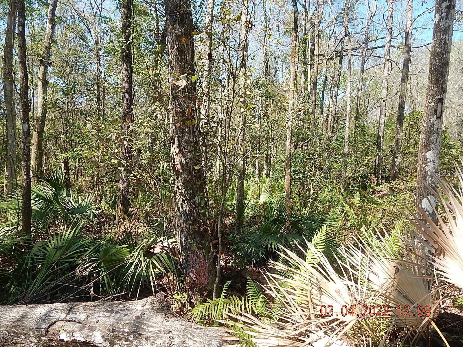 SEAWARD PLANTATION ESTATES - Land