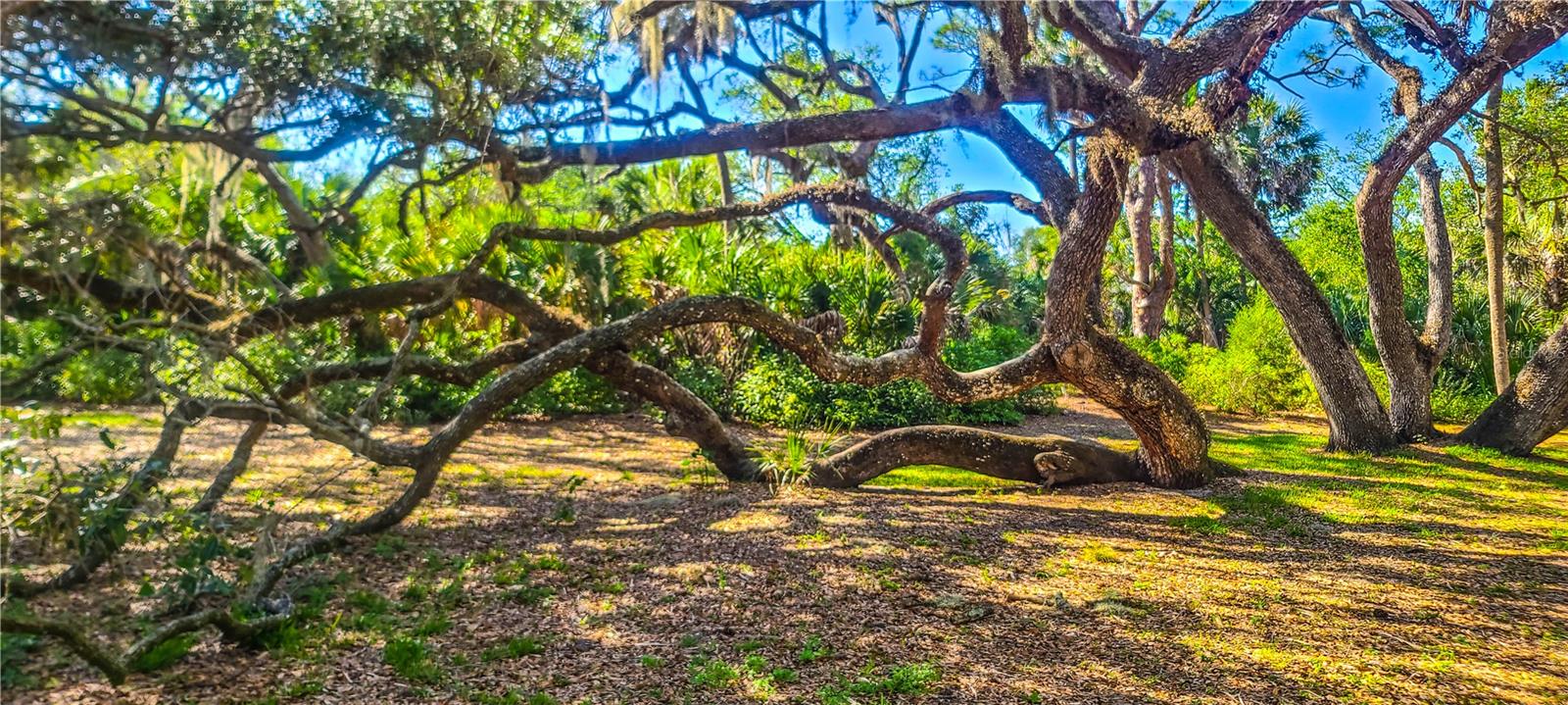 ORCHID OAKS I - Residential