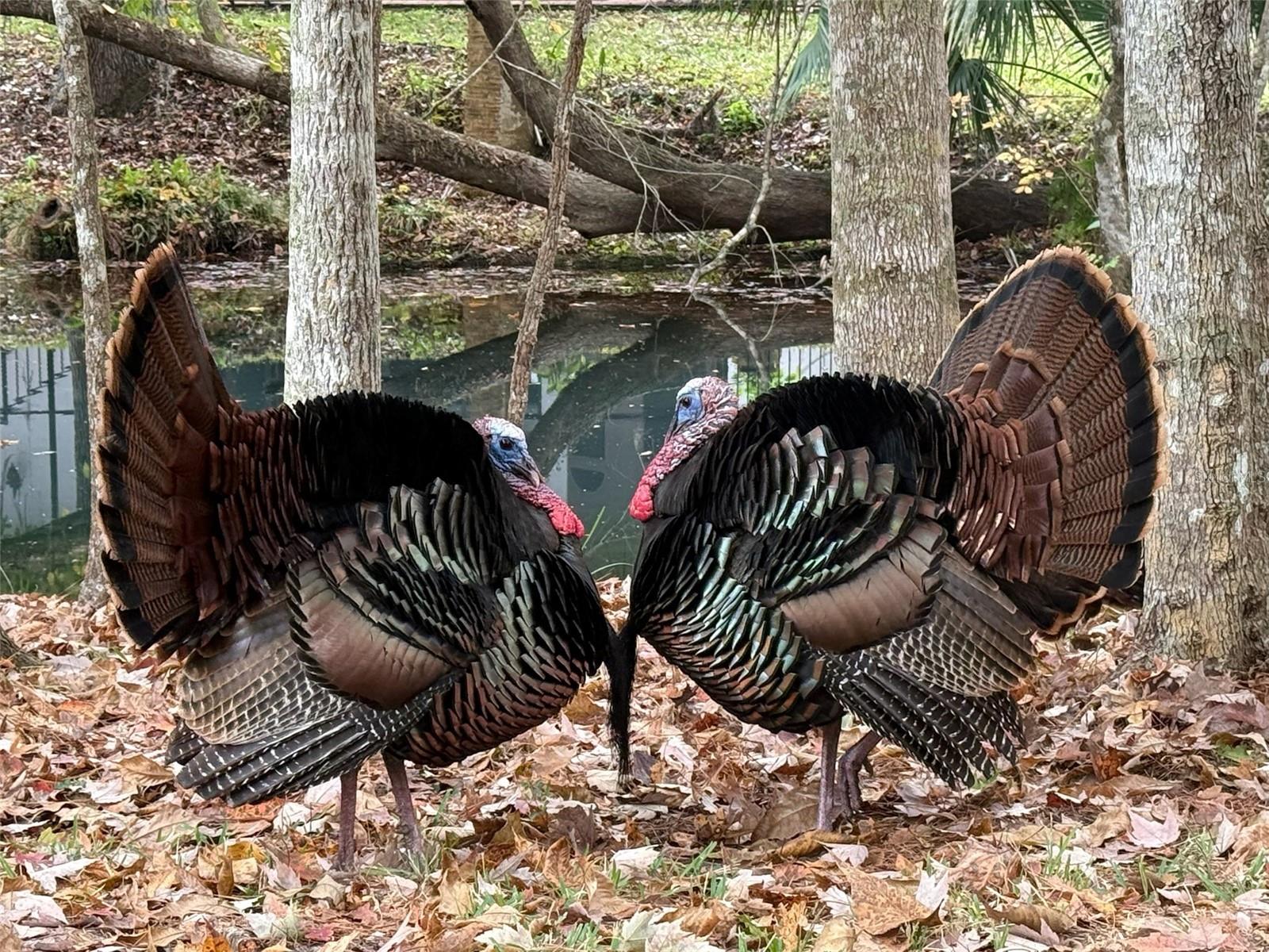 SWEETWATER SPRINGS - Residential