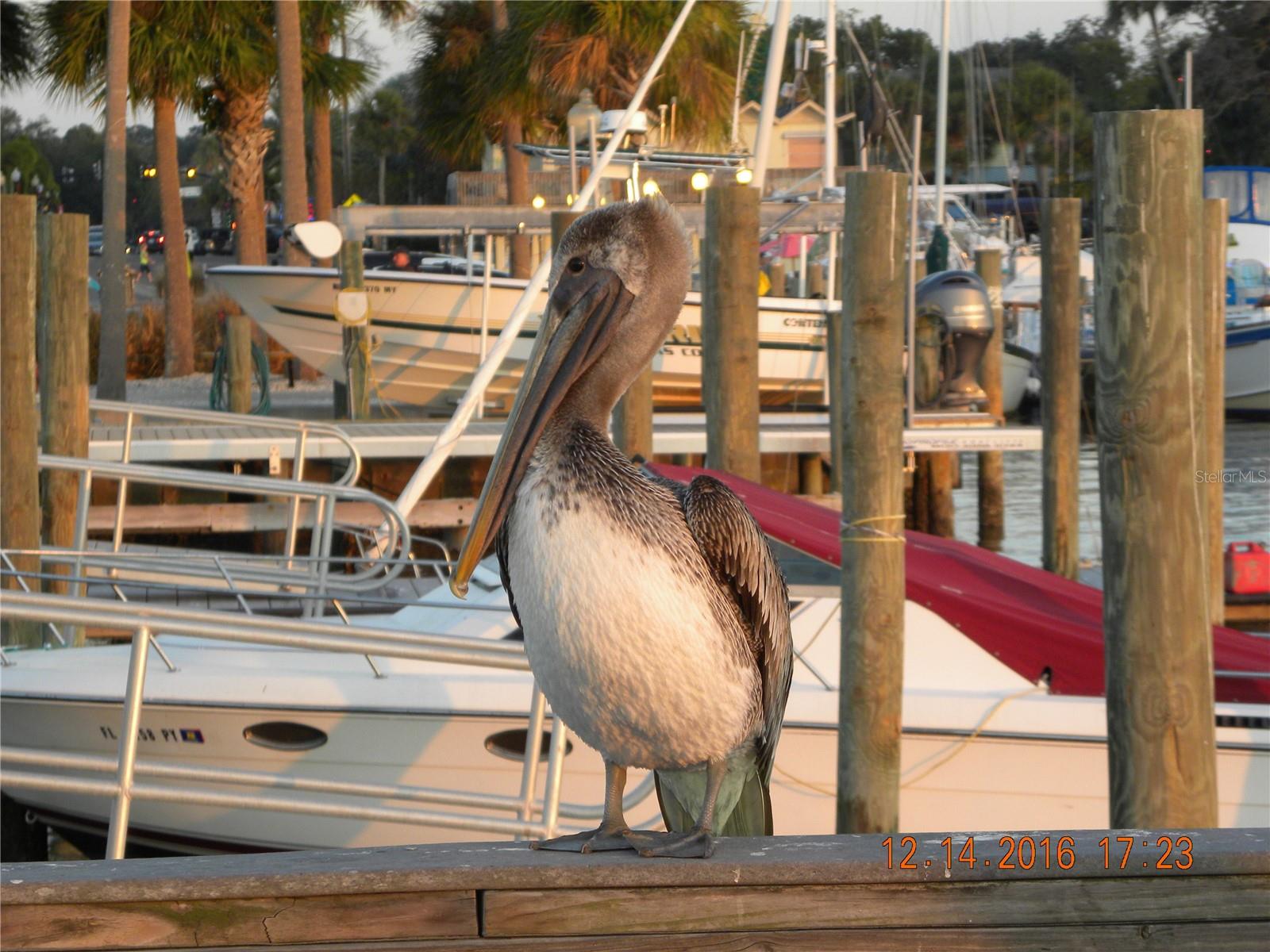 VICTORIA PALMS CONDO - Residential