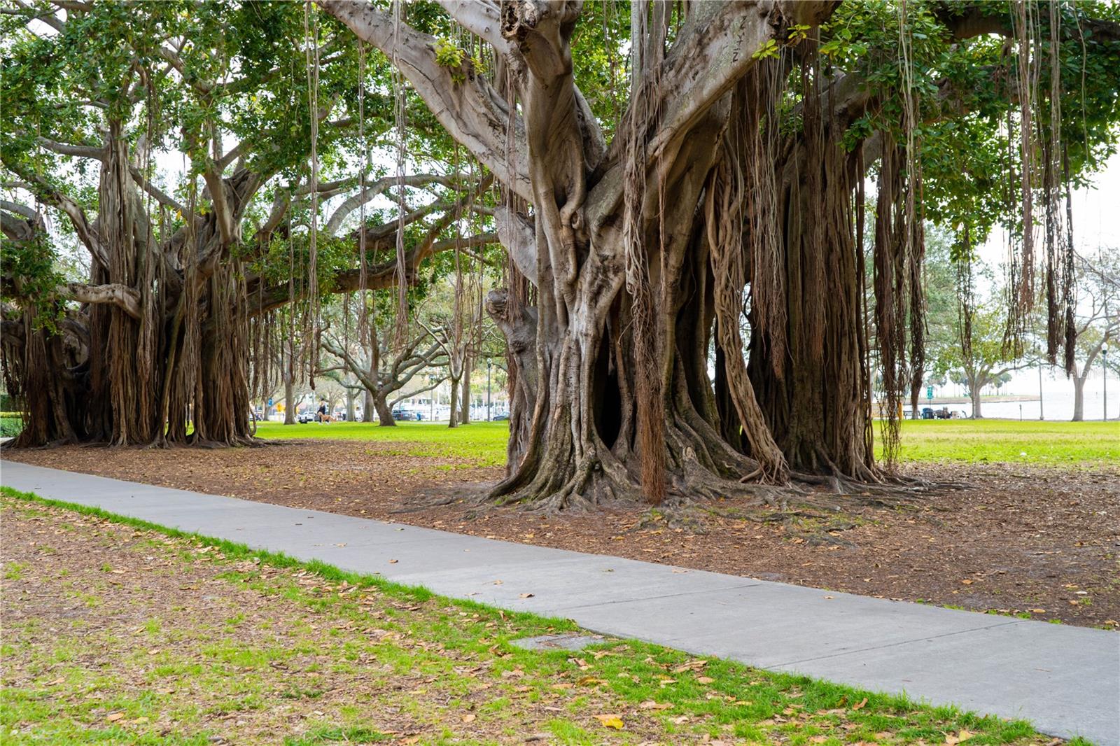 MADISON AT ST PETE II - Residential