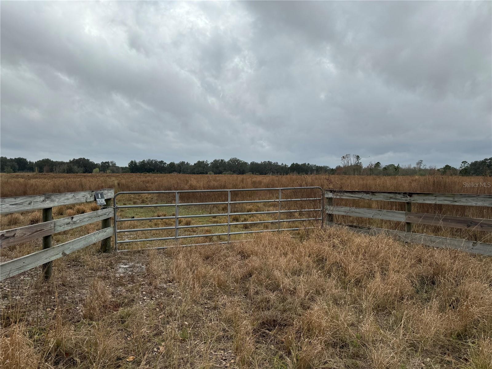 Property is completely fenced with cattle.