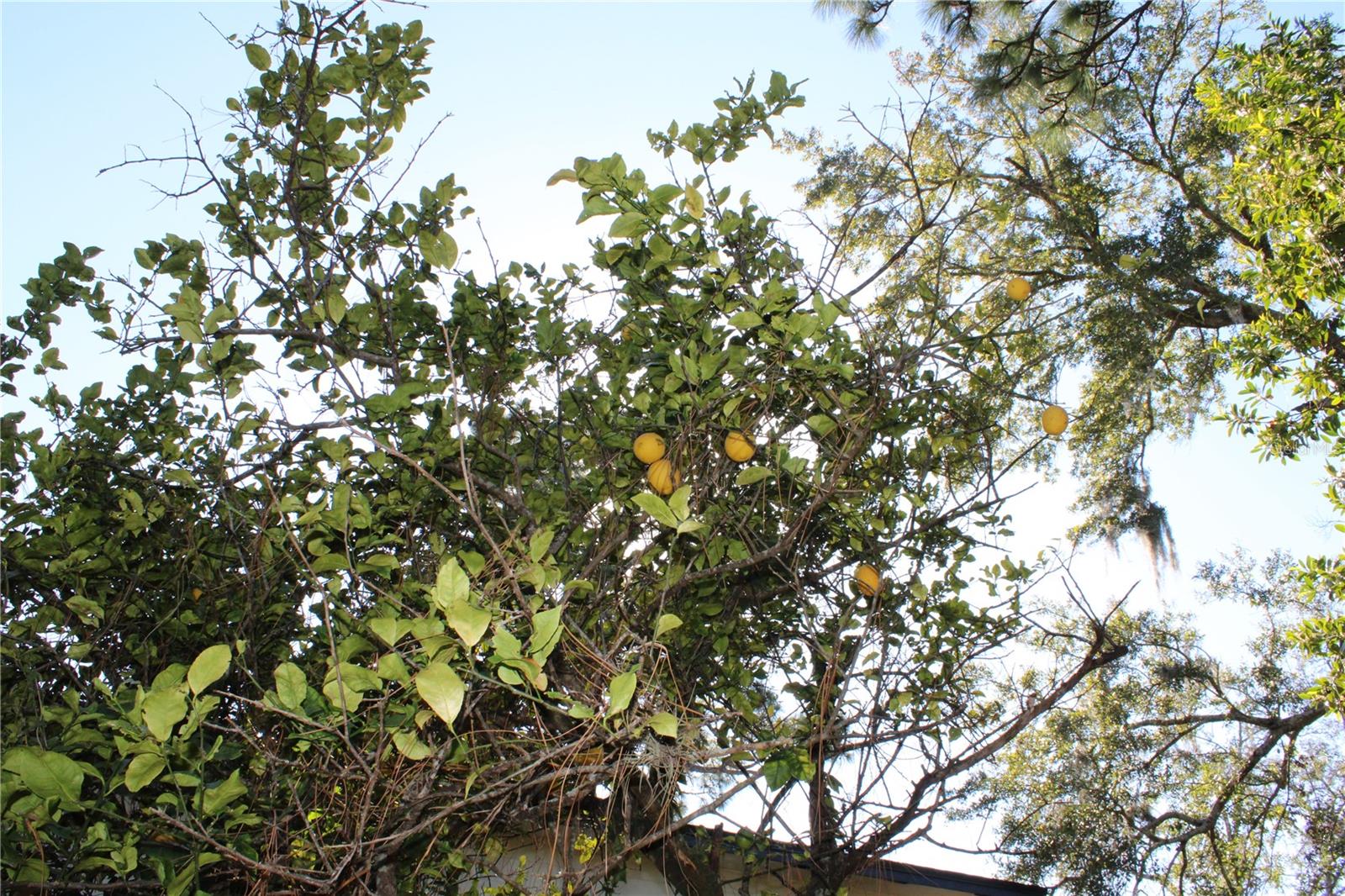 SPRING OAKS UNIT 4 - Residential