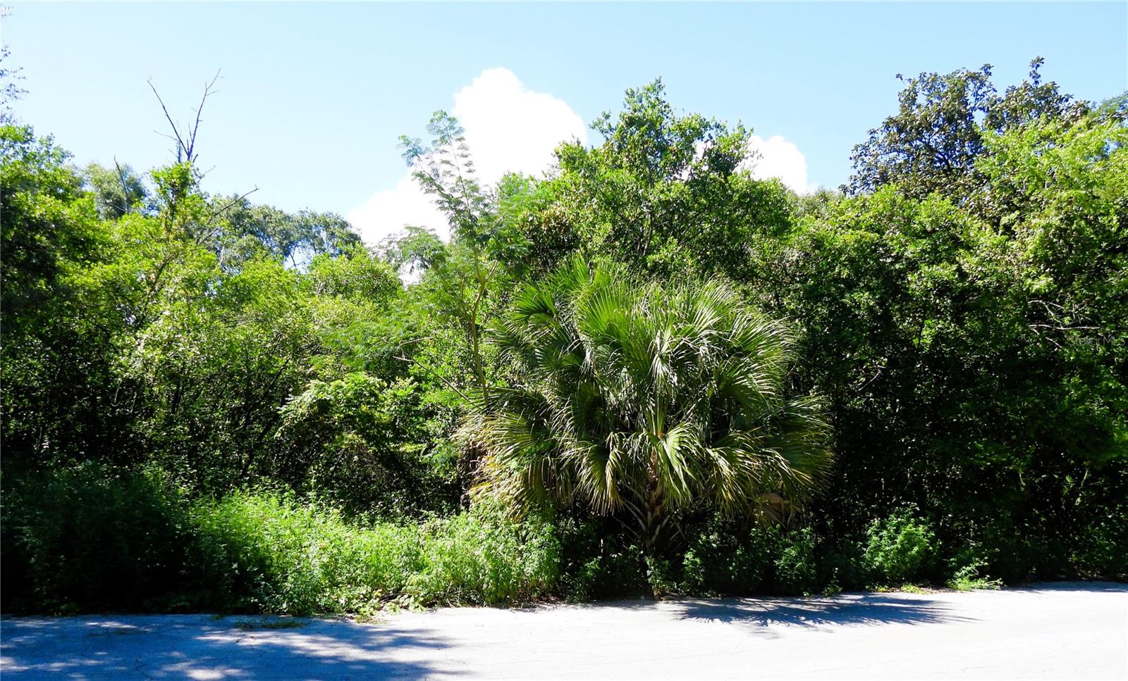 Escape to Ocklawaha! This vacant residential lot offers a quiet retreat surrounded by Florida’s natural beauty. Just minutes from Lake Weir and the Ocala National Forest, you’ll have opportunities for boating, hiking, and exploring. Conveniently located with access back to Ocala for shopping and dining.
