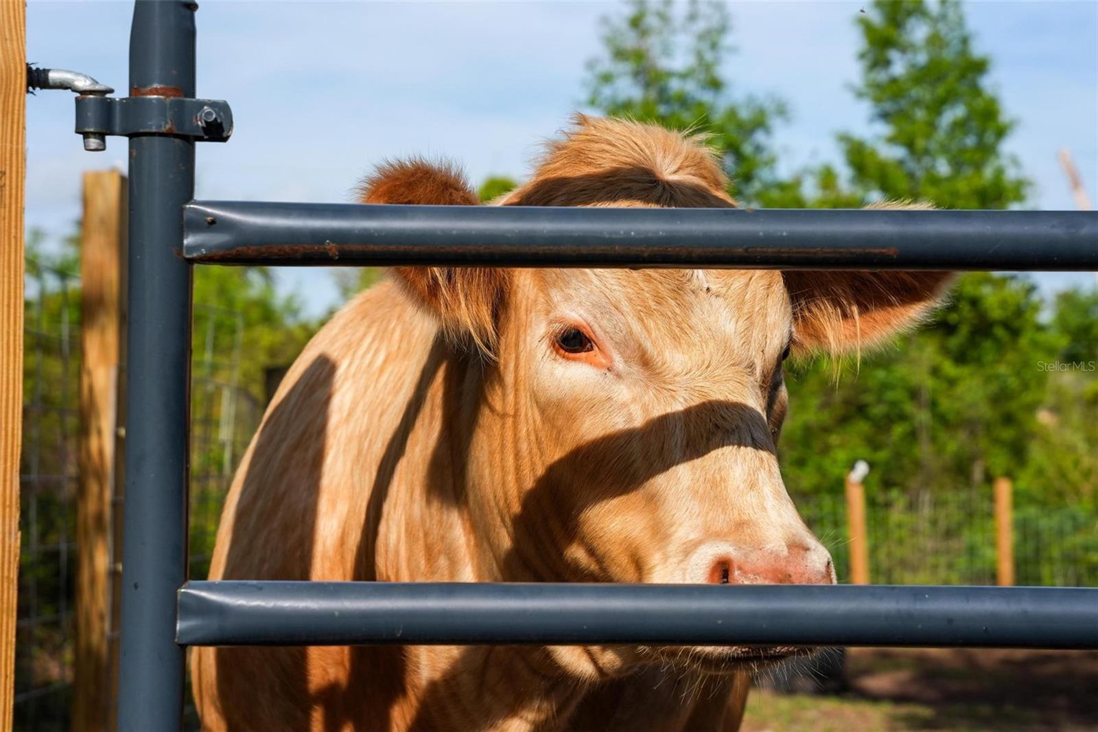 ORLANDIA HEIGHTS UNREC 241 - Residential