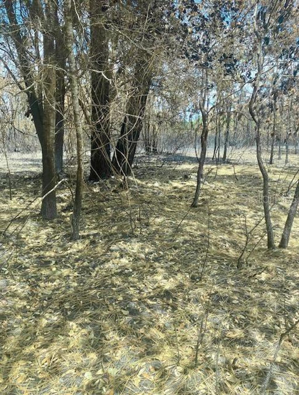 Photo of 343 SW 156th Place, Dunnellon, FL 34432 (MLS # OM707778)