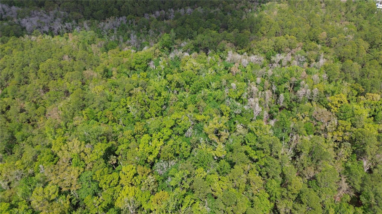 TAMPA DOWNS RANCHETTES UNREC - Land