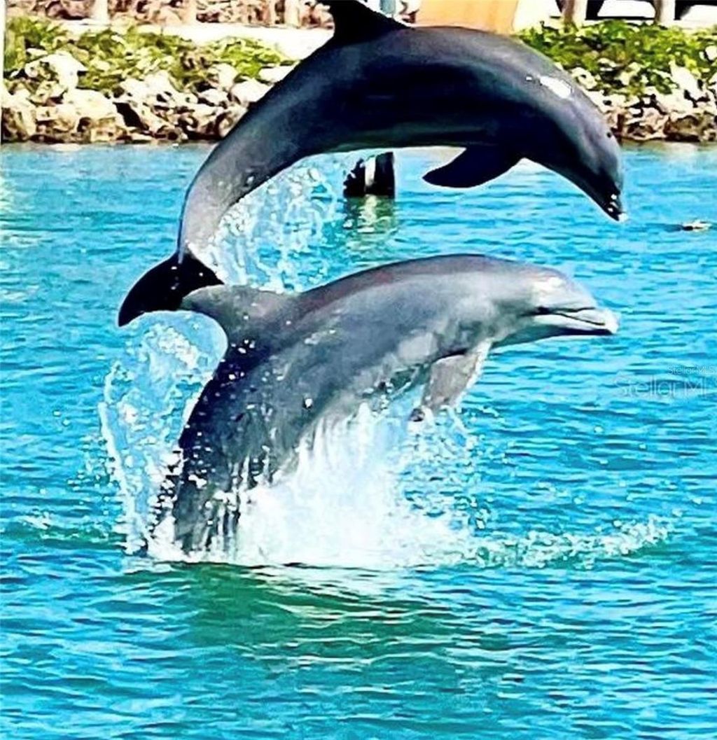 Photo of 36 N Starboard Drive, Venice, FL 34285 (MLS # A4650522)