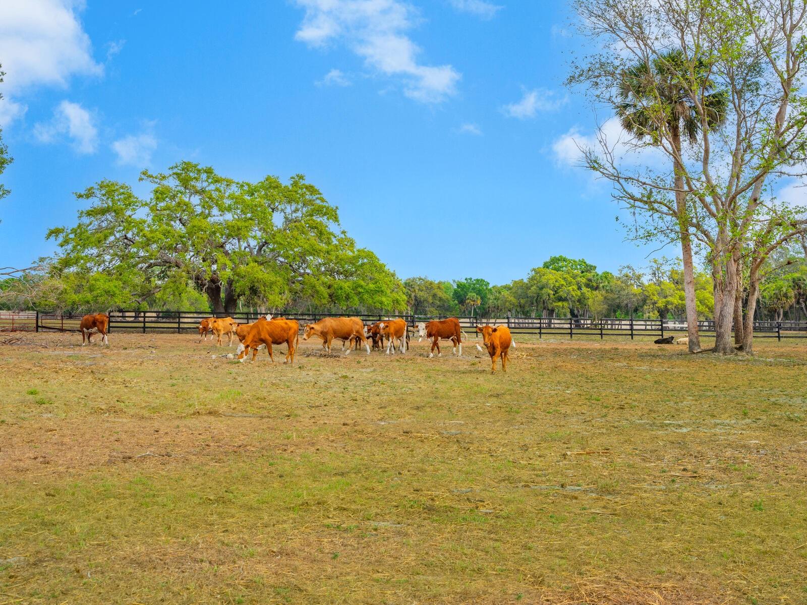 NORTH VENICE FARMS - Land