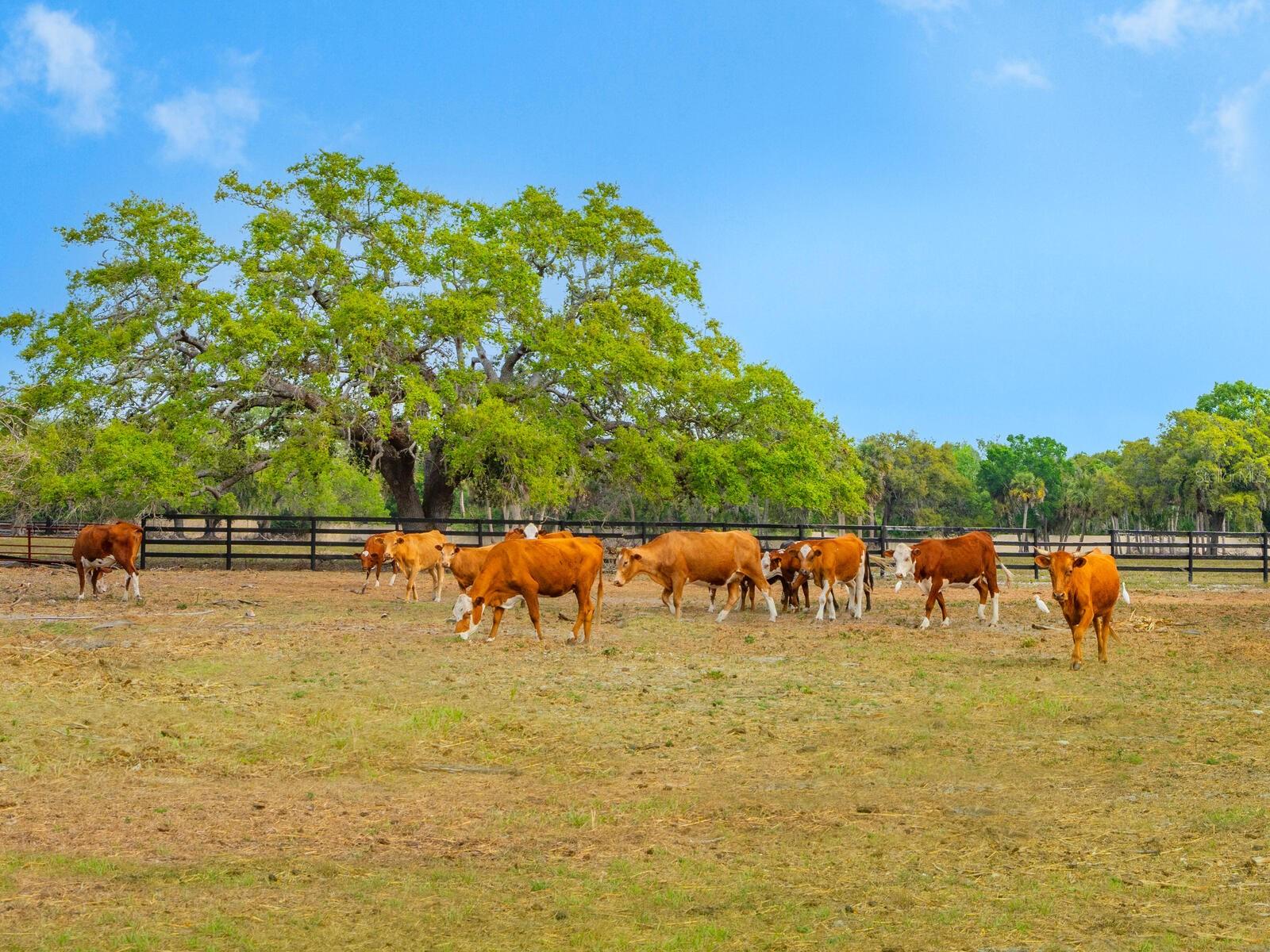 NORTH VENICE FARMS - Land