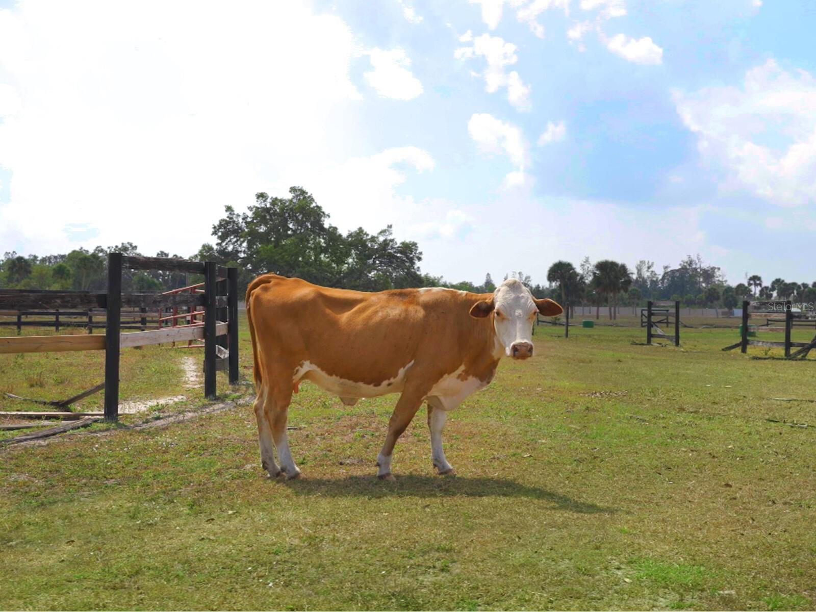 NORTH VENICE FARMS - Land