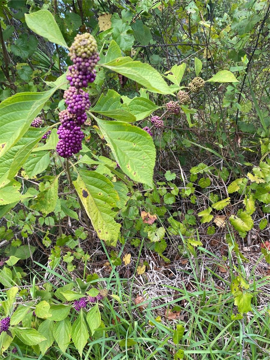 CAMPBELL RIDGE - Residential