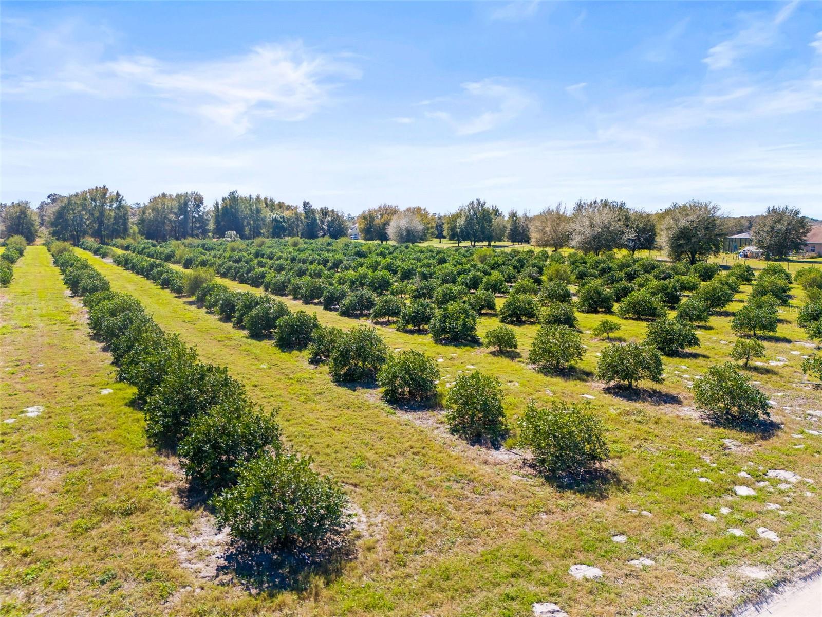 PRICE IMPROVEMENT! This 5-acre property presents an incredible opportunity to create your own vision. Previously a budding citrus grove, the land is now ready for you to cultivate, build, or reimagine as your ideal homestead, private retreat, or investment property. With an irrigation system, water well, and electricity connection already in place, the foundation is set for your plans to take shape. Enjoy the perfect blend of rural serenity and urban convenience, just 8 minutes from Advent Health Zephyrhills and close to major shopping, including Walmart and Publix. Low HOA fees ($200/year) and no CDD, this blank canvas offers endless possibilities. Don’t miss your chance to transform this land into something truly special—schedule your showing today!