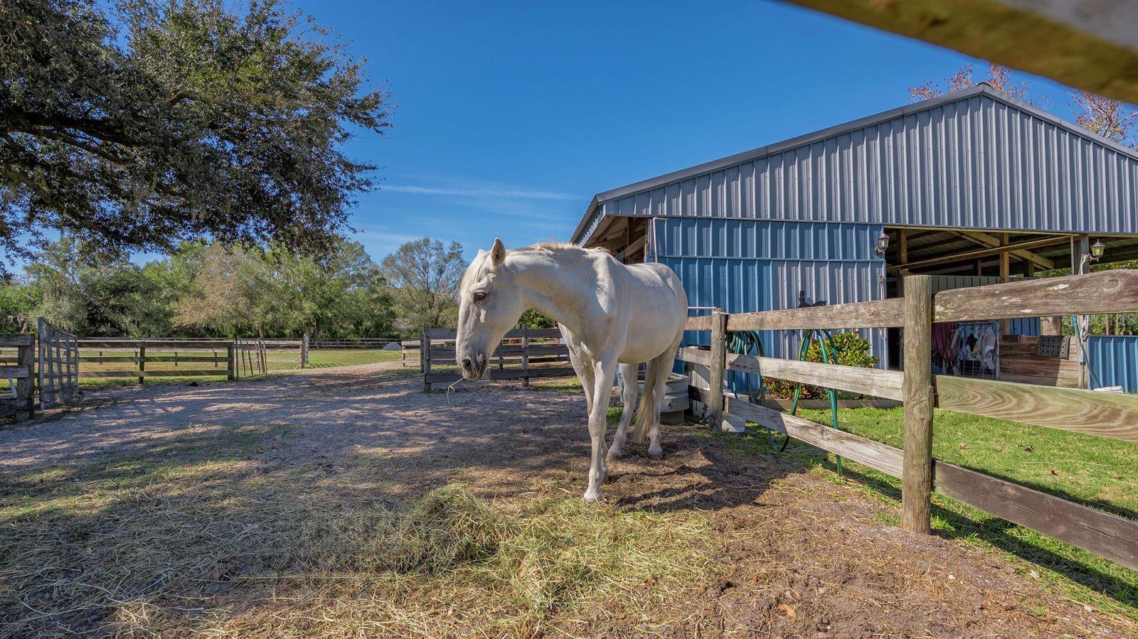 SADDLE CREEK - Residential