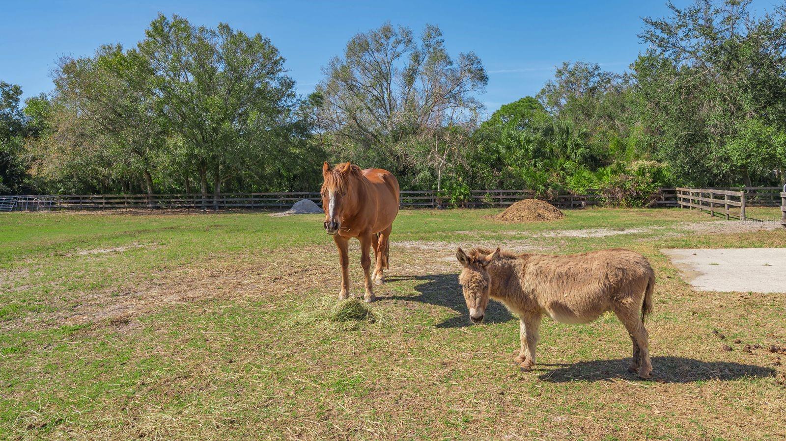 SADDLE CREEK - Residential